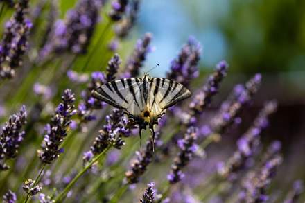 Tourisme Ardèche · Visiter Ardèche · Domaine de Chalvêches