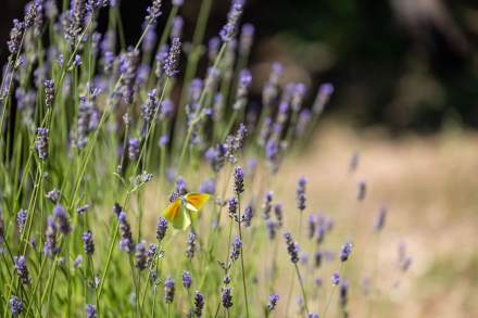 Hôtel Spa Luxe Ardèche · Champ Lavande Ardèche · Domaine de Chalvêches