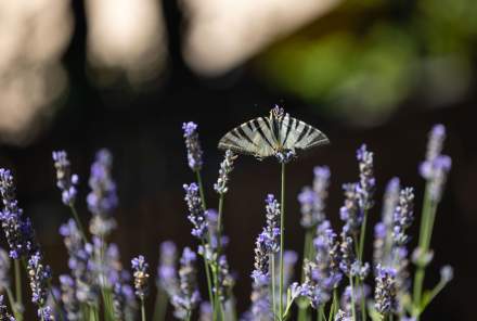 Spa Ardèche, Cévennes · Spa &amp; Bien-être · Domaine de Chalvêches 